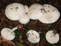 Hygrophorus agathosmus
